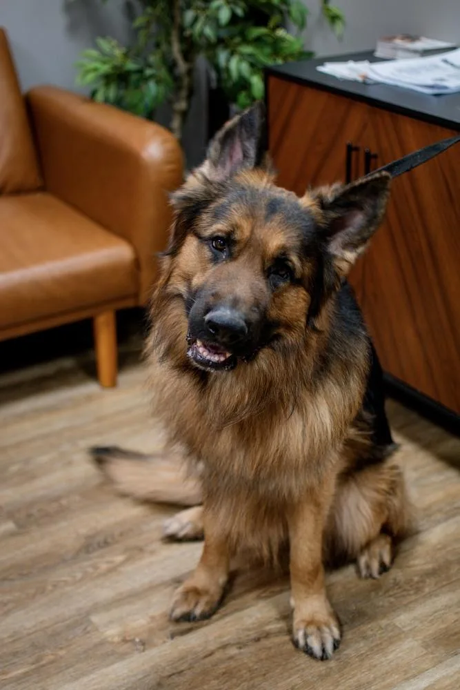 An adult large-sized male Brown / Chocolate German Shepherd Dog dog named Koda for adoption in Frankfort, NY
