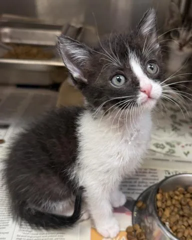 A baby small-sized female Domestic Short Hair cat named Betty for adoption in Los Angeles, CA