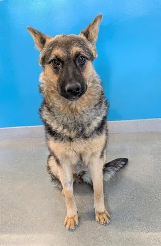 A young small-sized female German Shepherd Dog dog named Mimi for adoption in San Martin, CA
