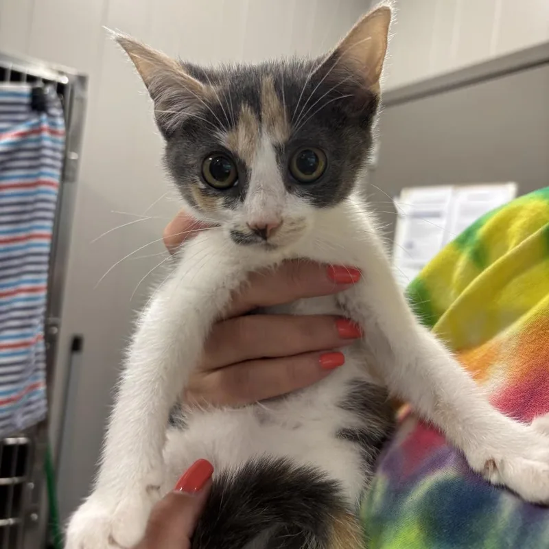 A baby small-sized female Calico Domestic Short Hair cat named Buttermilk for adoption in Wilmington, DE