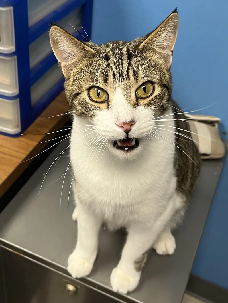 Sparkle  Firework  thumbnail 2