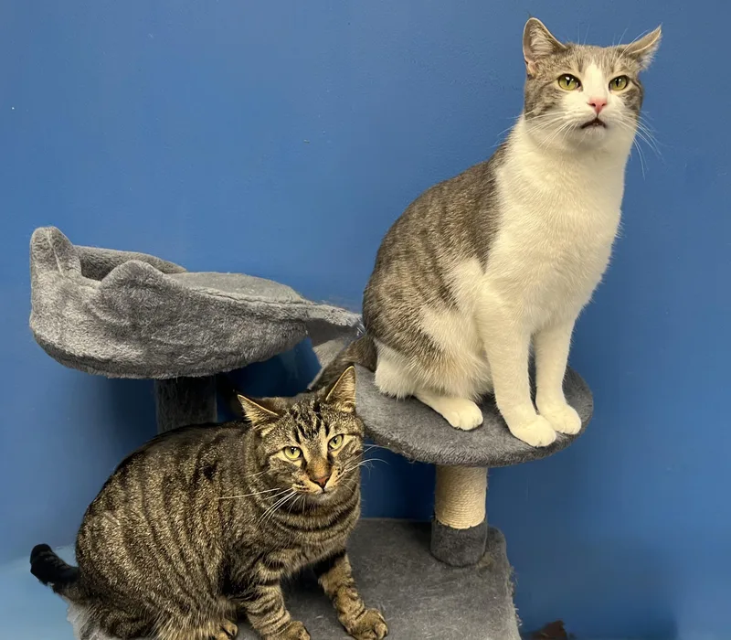 Sparkle  Firework  thumbnail 3