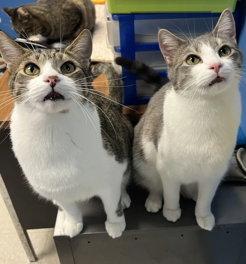 Sparkle  Firework  thumbnail 4