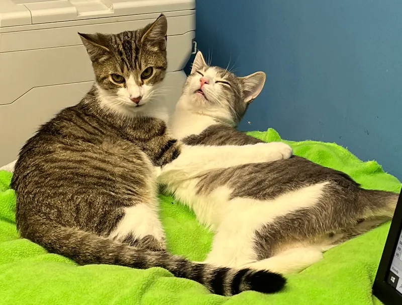 Sparkle  Firework  thumbnail 5