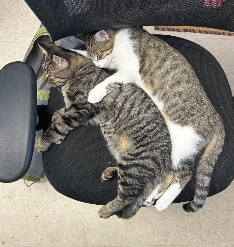 Sparkle  Firework  thumbnail 6