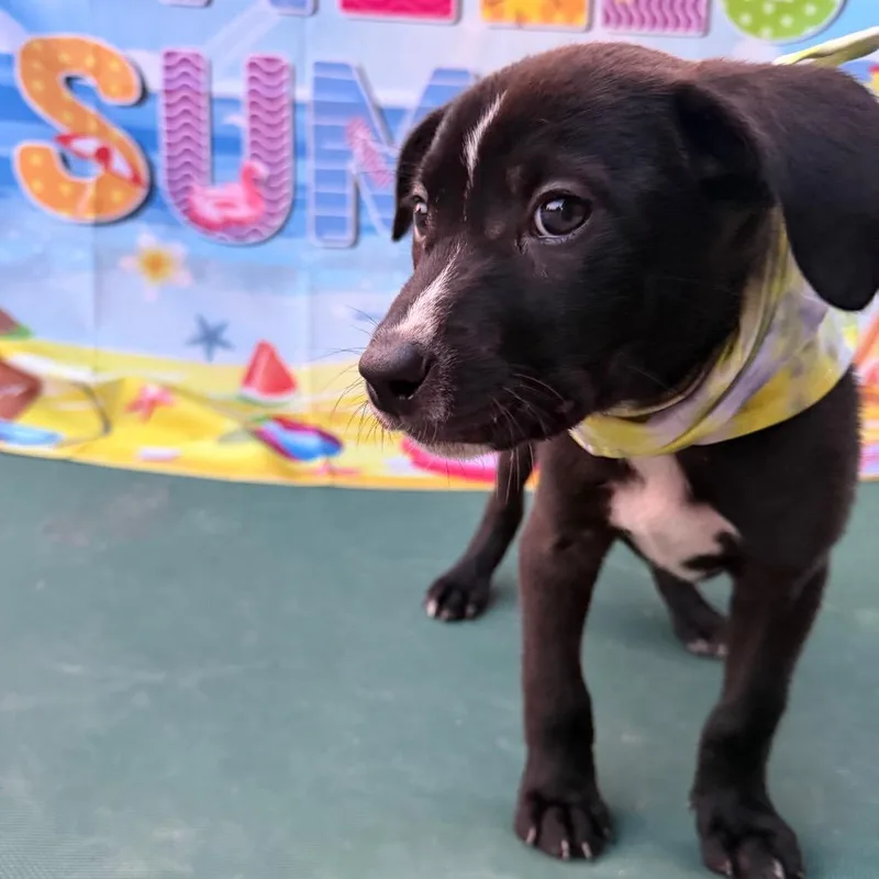 A baby small-sized male Black Boxer dog named Charlie for adoption in Aledo, TX