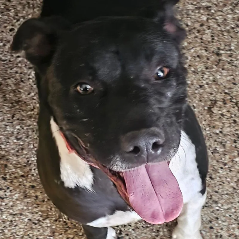 An adult small-sized male Black Pit Bull Terrier dog named Bert for adoption in Carlin, NV