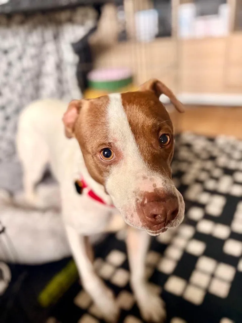 An adult medium-sized male White / Cream Pit Bull Terrier dog named Sneakers for adoption in Beavercreek, OR