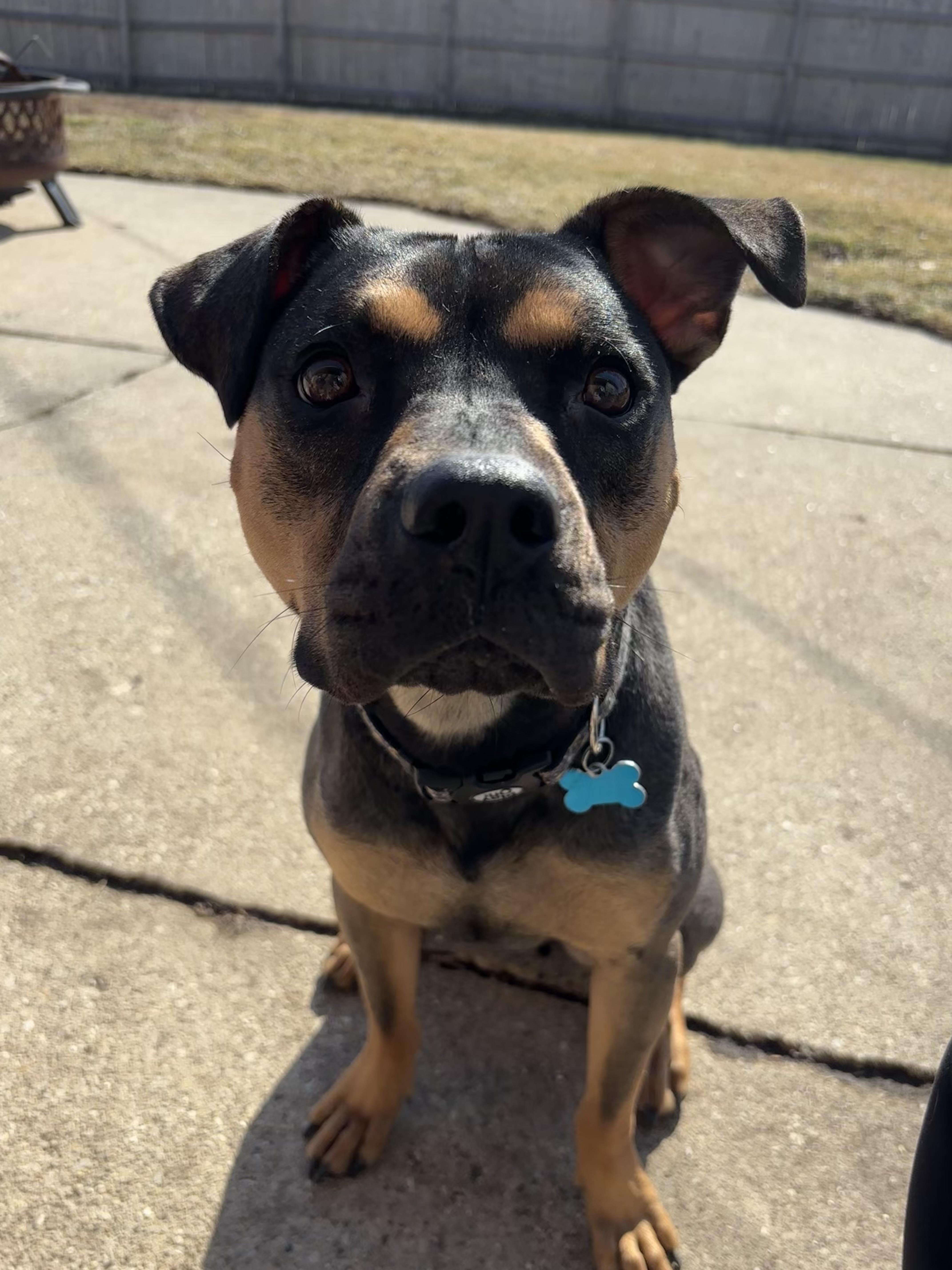 An adult medium-sized male Brown / Chocolate Shepherd dog named Snickers for adoption in Plainfield, IL
