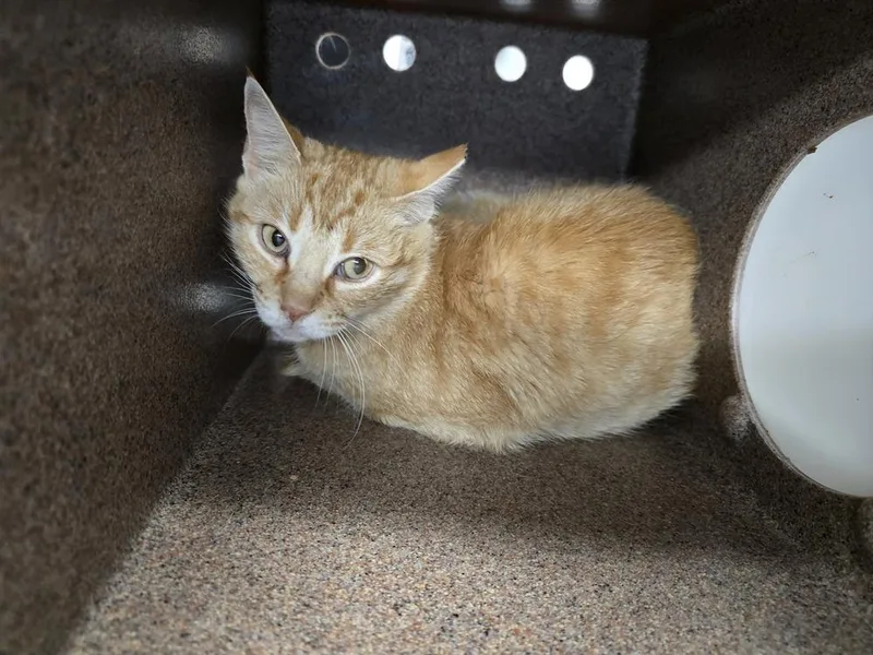 An adult small-sized female Tabby (Orange / Red) Domestic Short Hair cat named Macys for adoption in Evansville, IN