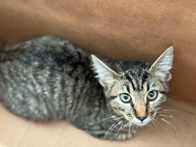A young medium-sized female Domestic Short Hair cat named Junebug for adoption in Dallas, TX
