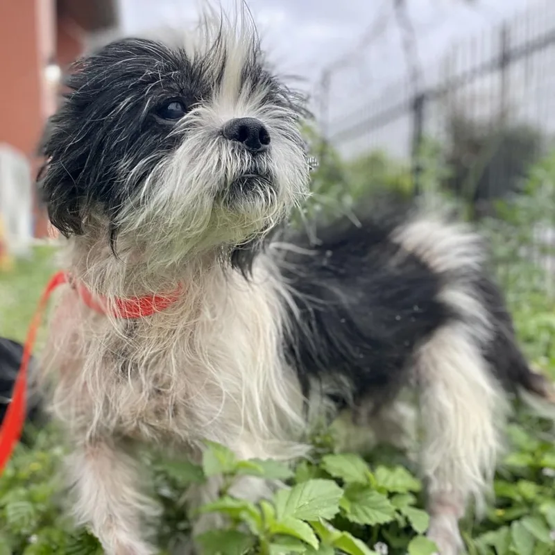 A senior small-sized male White / Cream Shih Tzu dog named Woofles for adoption in Wimberley, TX