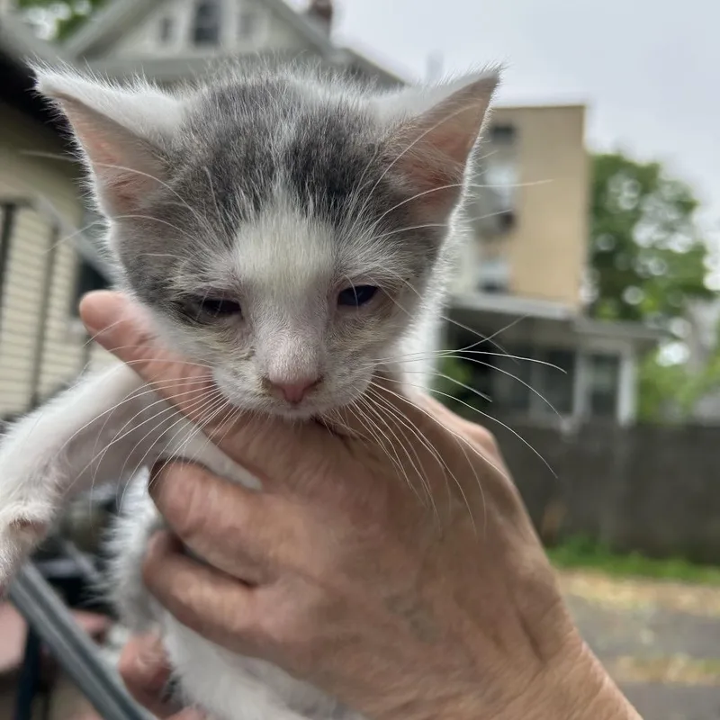 A baby small-sized male White Domestic Short Hair cat named Carl for adoption in Newark, NJ