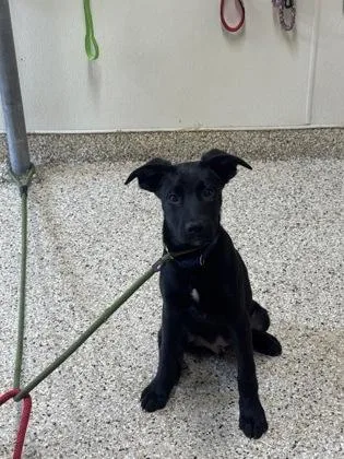 A young medium-sized male Labrador Retriever dog named Cooper for adoption in Clarks Summit, PA