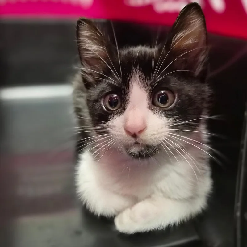 A baby small-sized male Black Domestic Short Hair cat named Stinky for adoption in Wahiawa, HI
