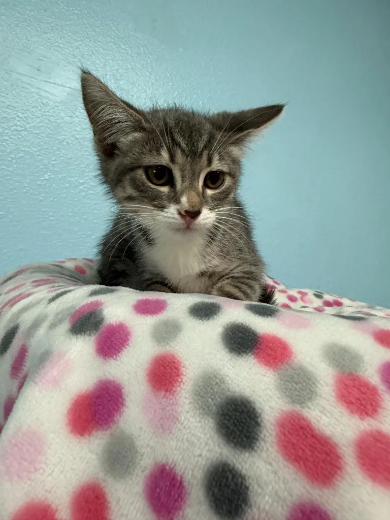 A baby small-sized female Domestic Short Hair cat named Anna for adoption in Brookings, OR
