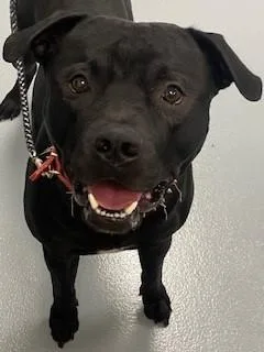An adult large-sized male Pit Bull Terrier dog named Shadow for adoption in Saint Cloud, FL