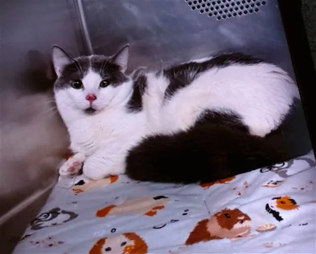 An adult medium-sized male Domestic Short Hair cat named Star for adoption in Albuquerque, NM
