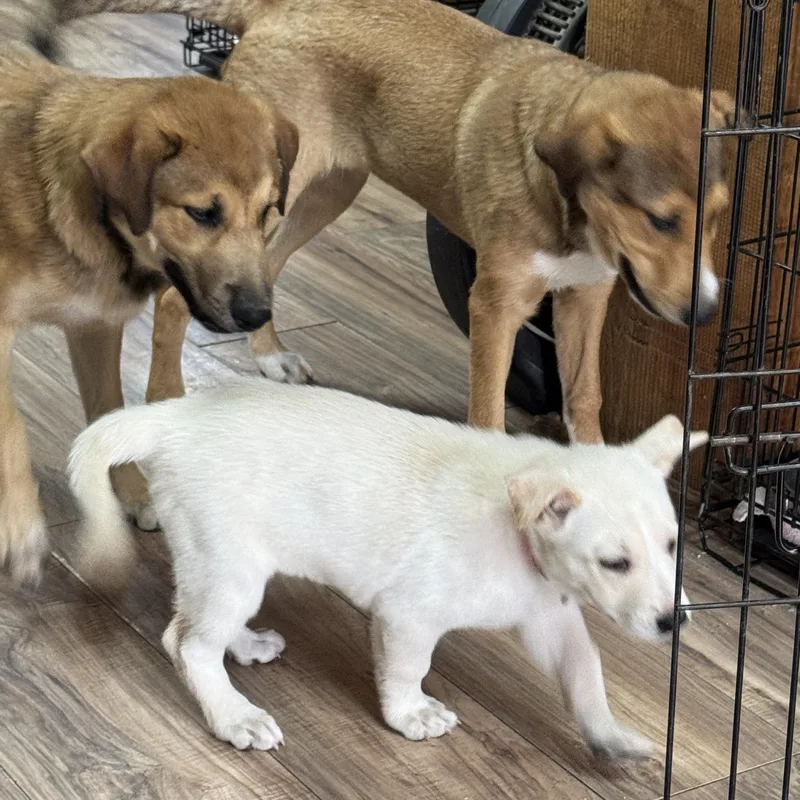 A baby medium-sized female White / Cream Australian Shepherd dog named Snow Princess for adoption in Haslet, TX