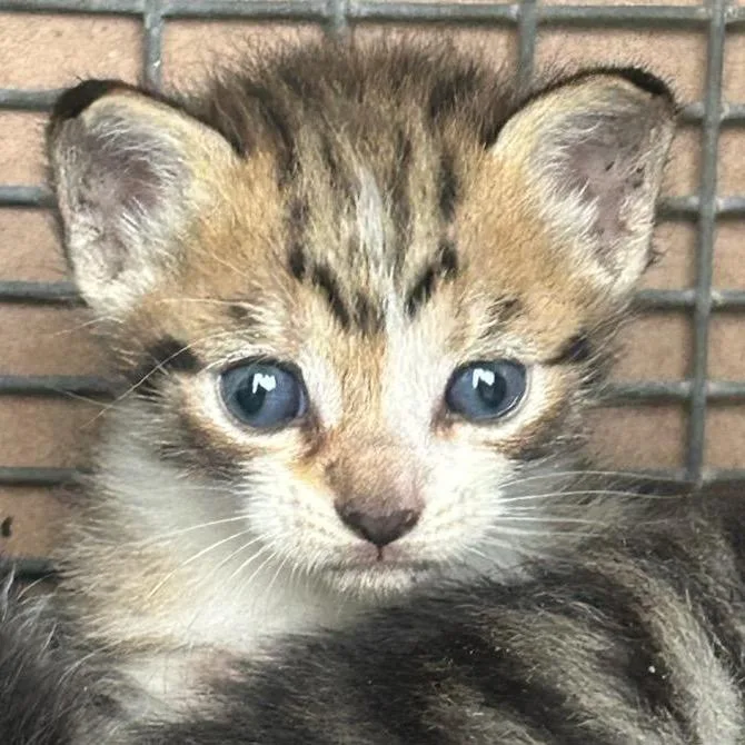 A baby small-sized male Buff / Tan / Fawn Domestic Short Hair cat named Marty for adoption in West Palm Beach, FL
