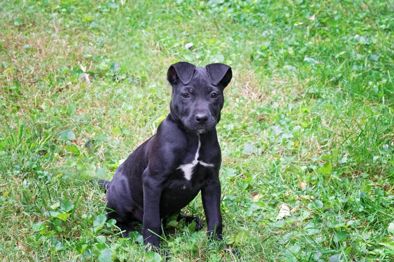 A baby medium-sized male Black Pit Bull Terrier dog named Henry for adoption in Salisbury, MD