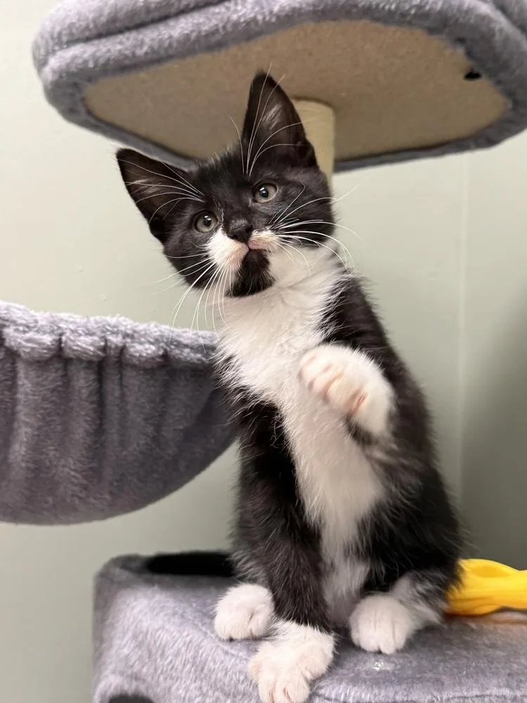 Hammy Rainbow Brite Sailor