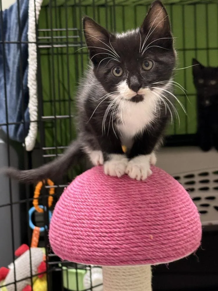 Hammy Rainbow Brite Sailor thumbnail 2