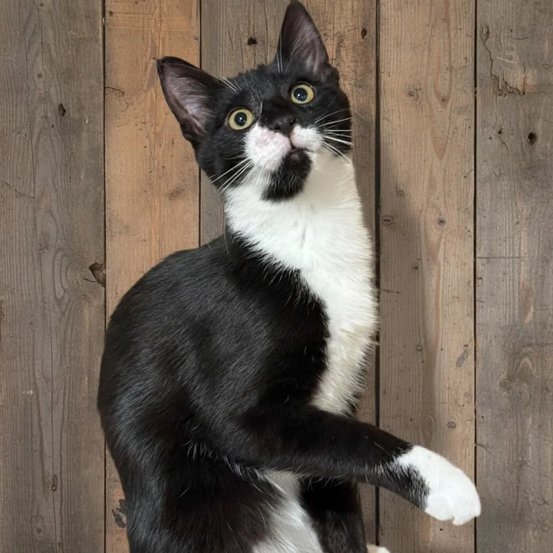 Hammy Rainbow Brite Sailor thumbnail 3