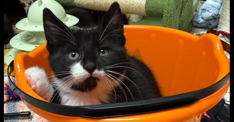 Hammy Rainbow Brite Sailor thumbnail 4