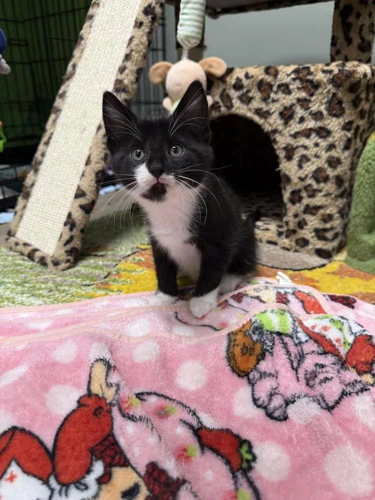 Hammy Rainbow Brite Sailor thumbnail 5