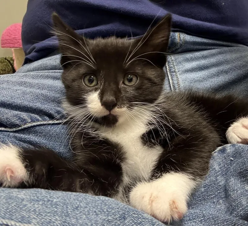 Hammy Rainbow Brite Sailor thumbnail 6