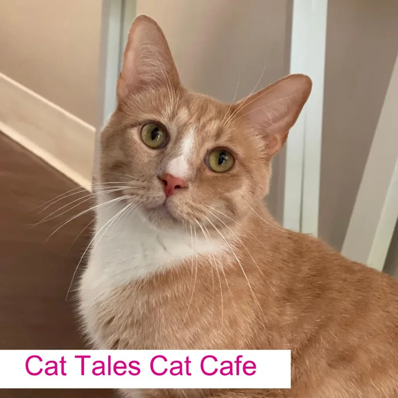 An adult small-sized male Buff / Tan / Fawn Domestic Short Hair cat named Champagne for adoption in Chapel Hill, NC