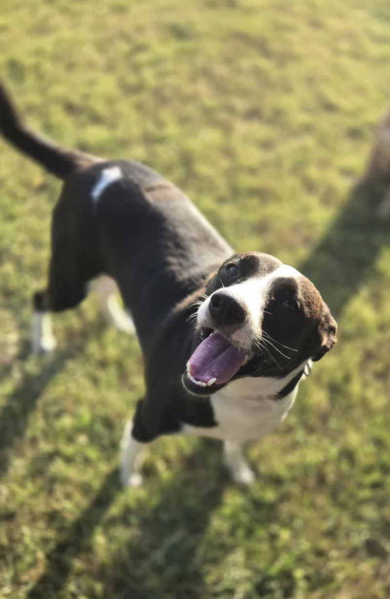 A young medium-sized female Black Mixed Breed dog named Daisy for adoption in Okemah, OK