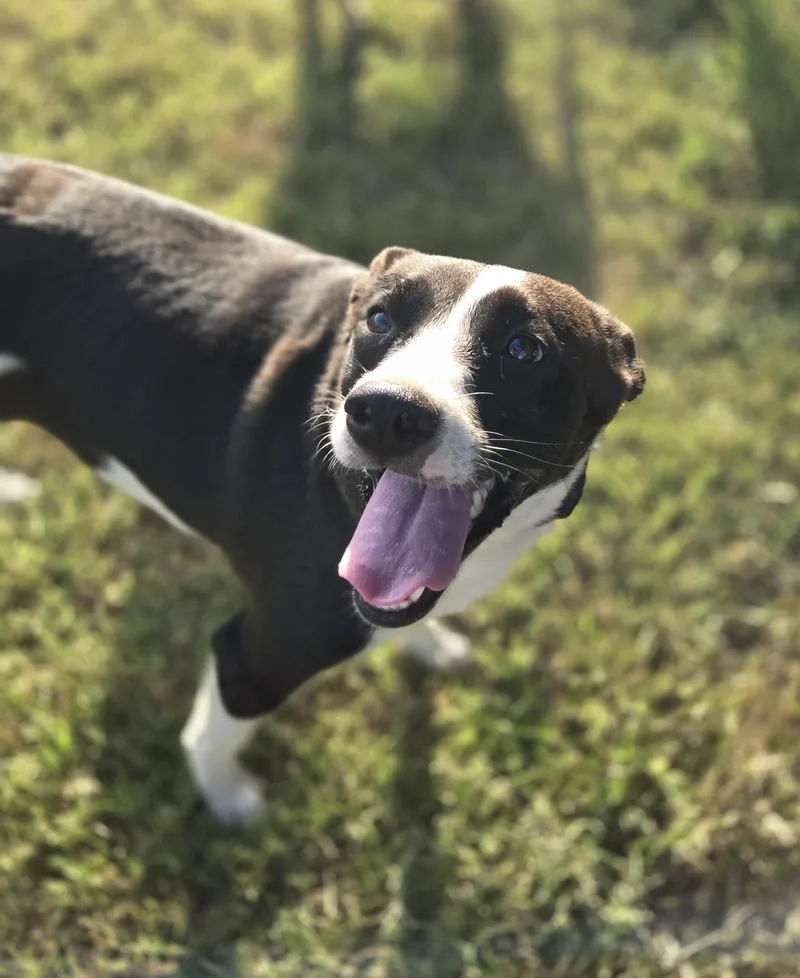 Daisy thumbnail 3