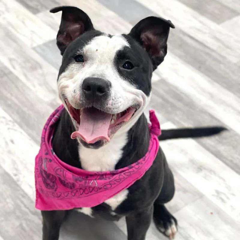 A young medium-sized female Black Pit Bull Terrier dog named Penny for adoption in Lufkin, TX