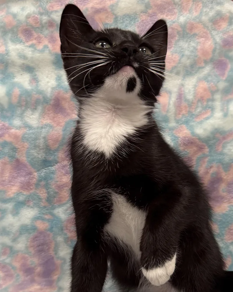 A young medium-sized male Black & White / Tuxedo American Shorthair cat named Tamu for adoption in Marvin, NC