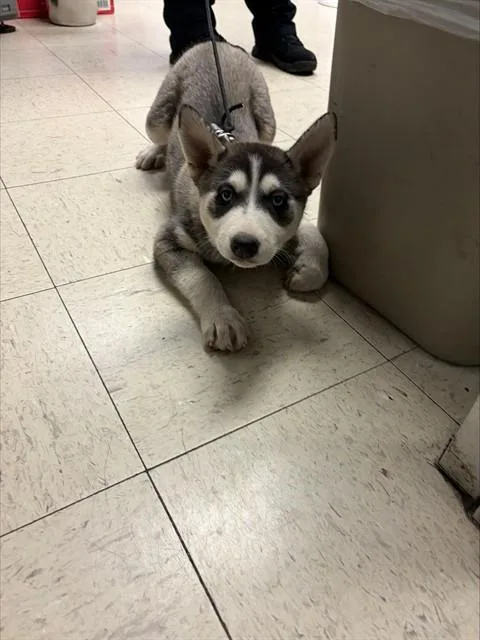 A baby small-sized female Siberian Husky dog named Winter for adoption in Stockton, CA