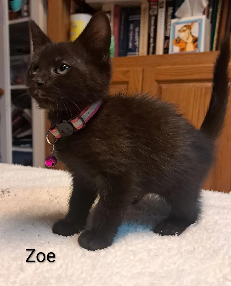 A baby medium-sized female Domestic Short Hair cat named Zoe Trent for adoption in Parkville, MD