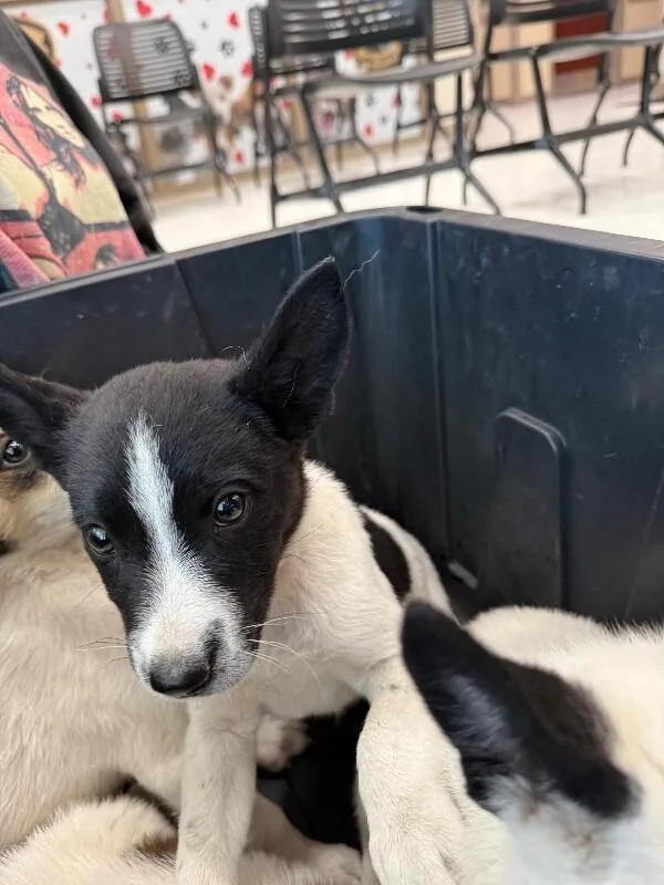 A young medium-sized male Black Mixed Breed dog named Chaps for adoption in Hobbs, NM
