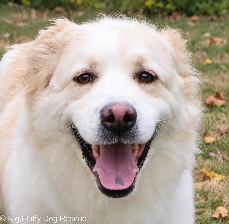 An adult large-sized female Apricot / Beige Great Pyrenees dog named Julie and Lillie for adoption in Nashville, TN