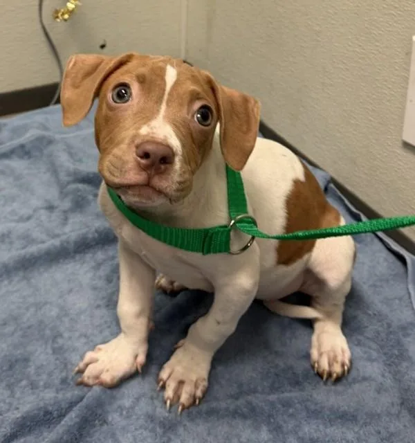 A baby small-sized female Pit Bull Terrier dog named Clover for adoption in San Diego, CA