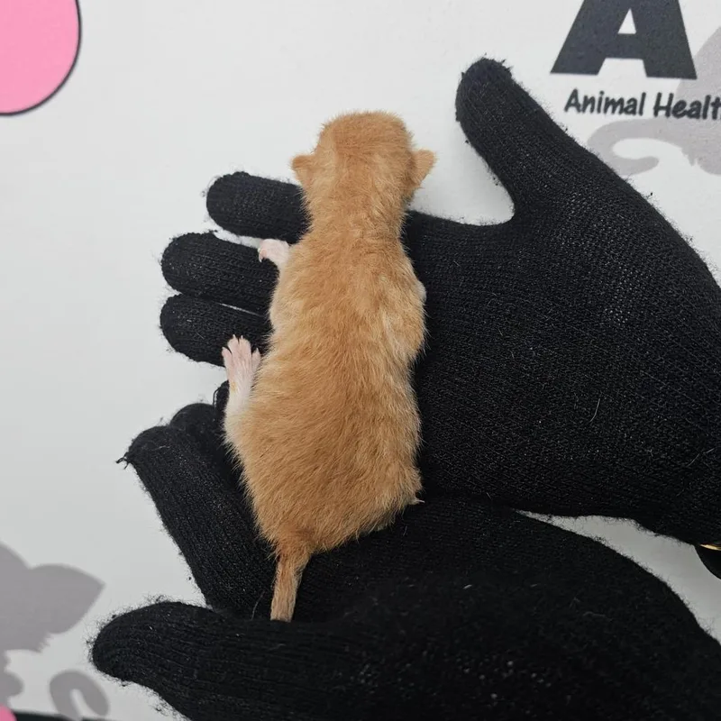 A baby small-sized male Orange / Red American Shorthair cat named Peanut for adoption in Milton, FL