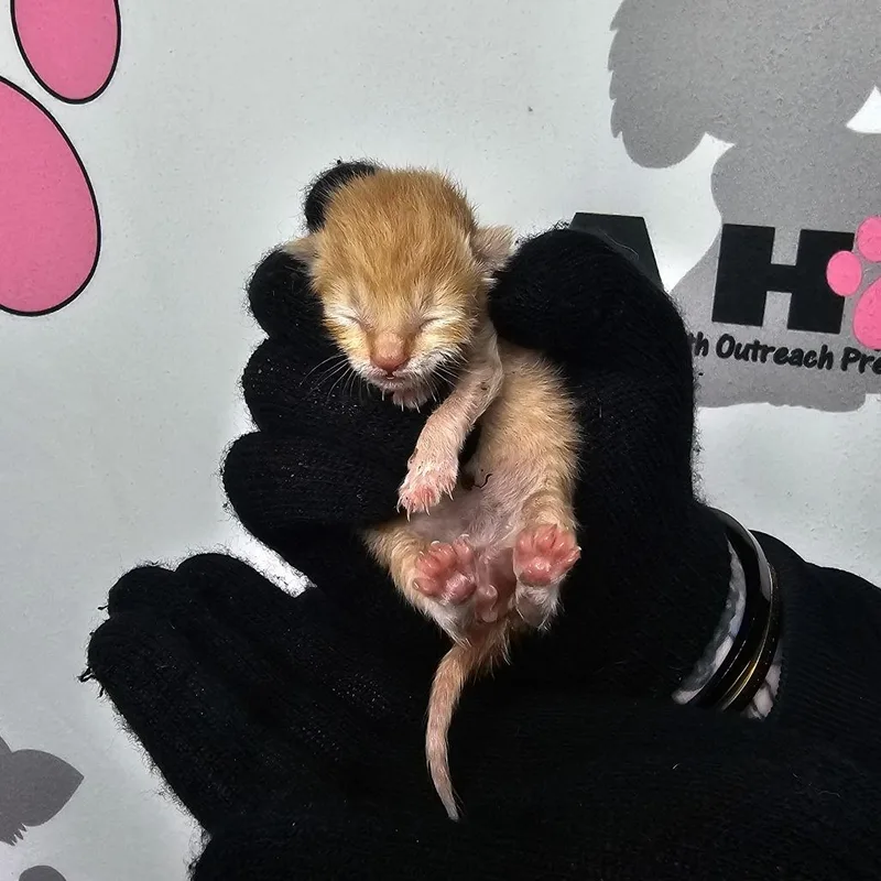 Peanut thumbnail 2