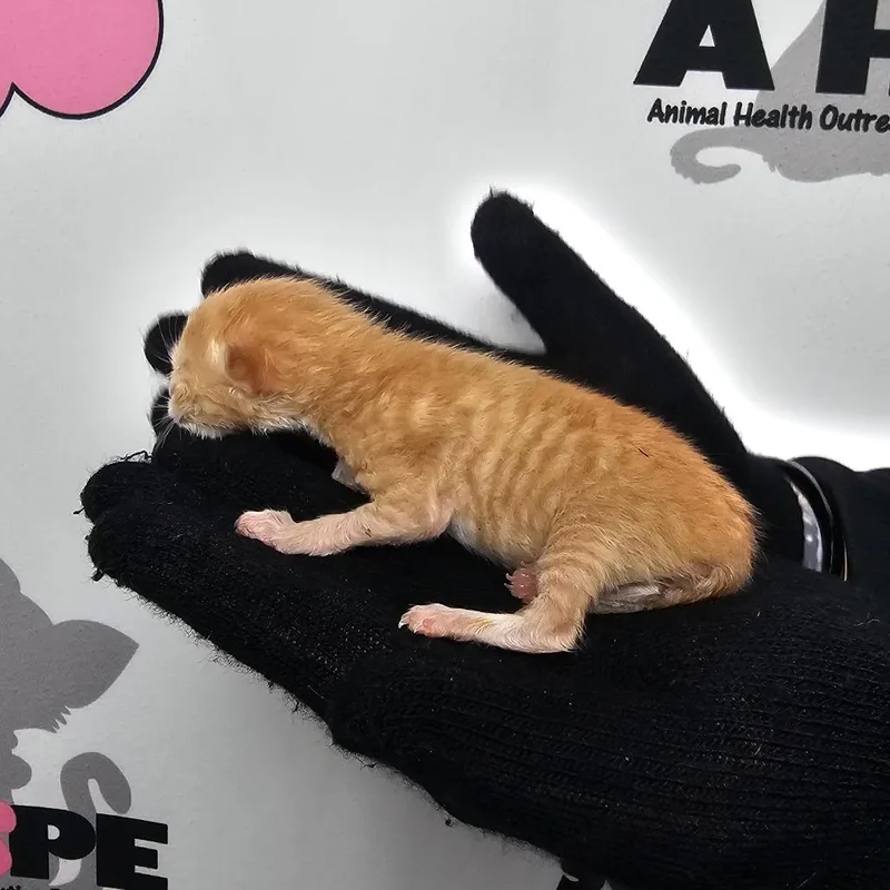 Peanut thumbnail 3