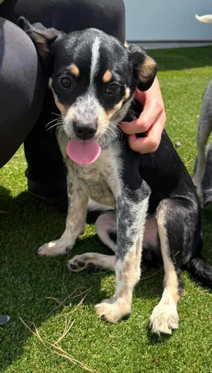 A baby medium-sized male Australian Cattle Dog / Blue Heeler dog named Bubba for adoption in Paducah, KY