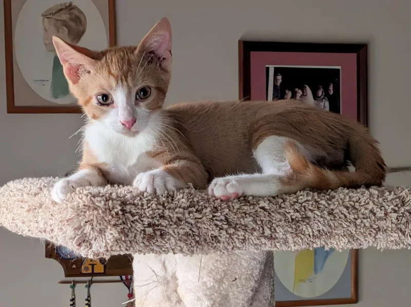 A baby medium-sized male Domestic Short Hair cat named Norris for adoption in Youngsville, NC