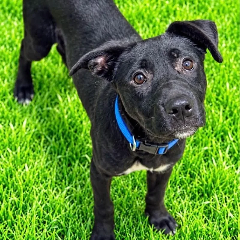 A young medium-sized female Black Labrador Retriever dog named Kit Kat for adoption in Battle Creek, MI