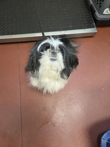 An adult medium-sized female Shih Tzu dog named Heaven for adoption in Salisbury, MD