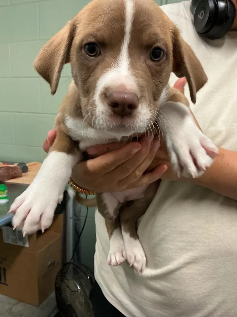 A baby small-sized female Mixed Breed dog named Lucy for adoption in Dyersburg, TN