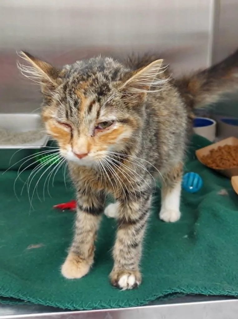 A baby small-sized female Domestic Medium Hair cat named Catuccino for adoption in Hartsville, SC